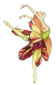 Fairy 22